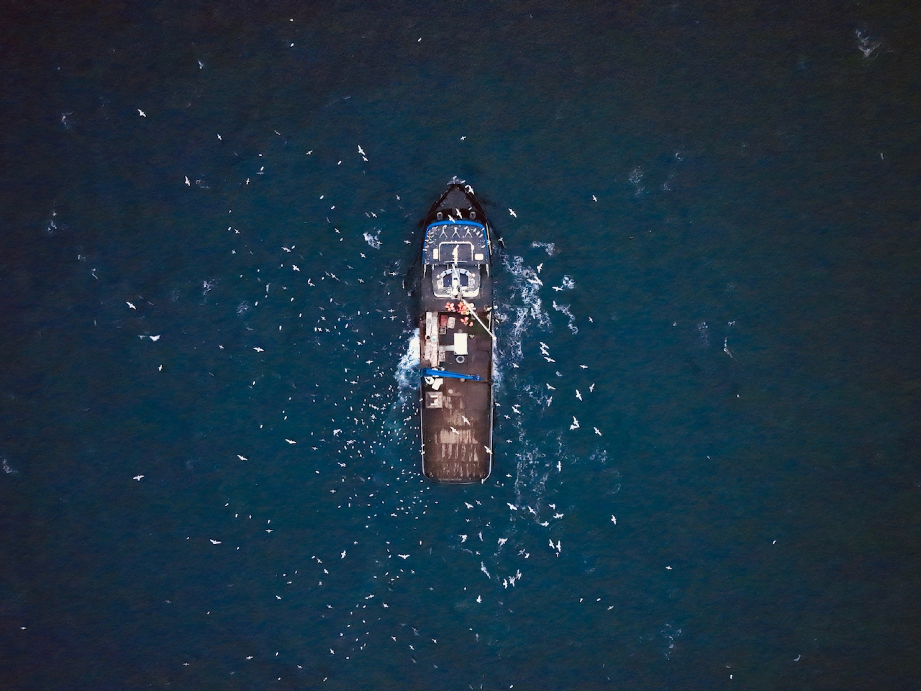 A fishing vessel surrounded by seabirds, seen from directly above