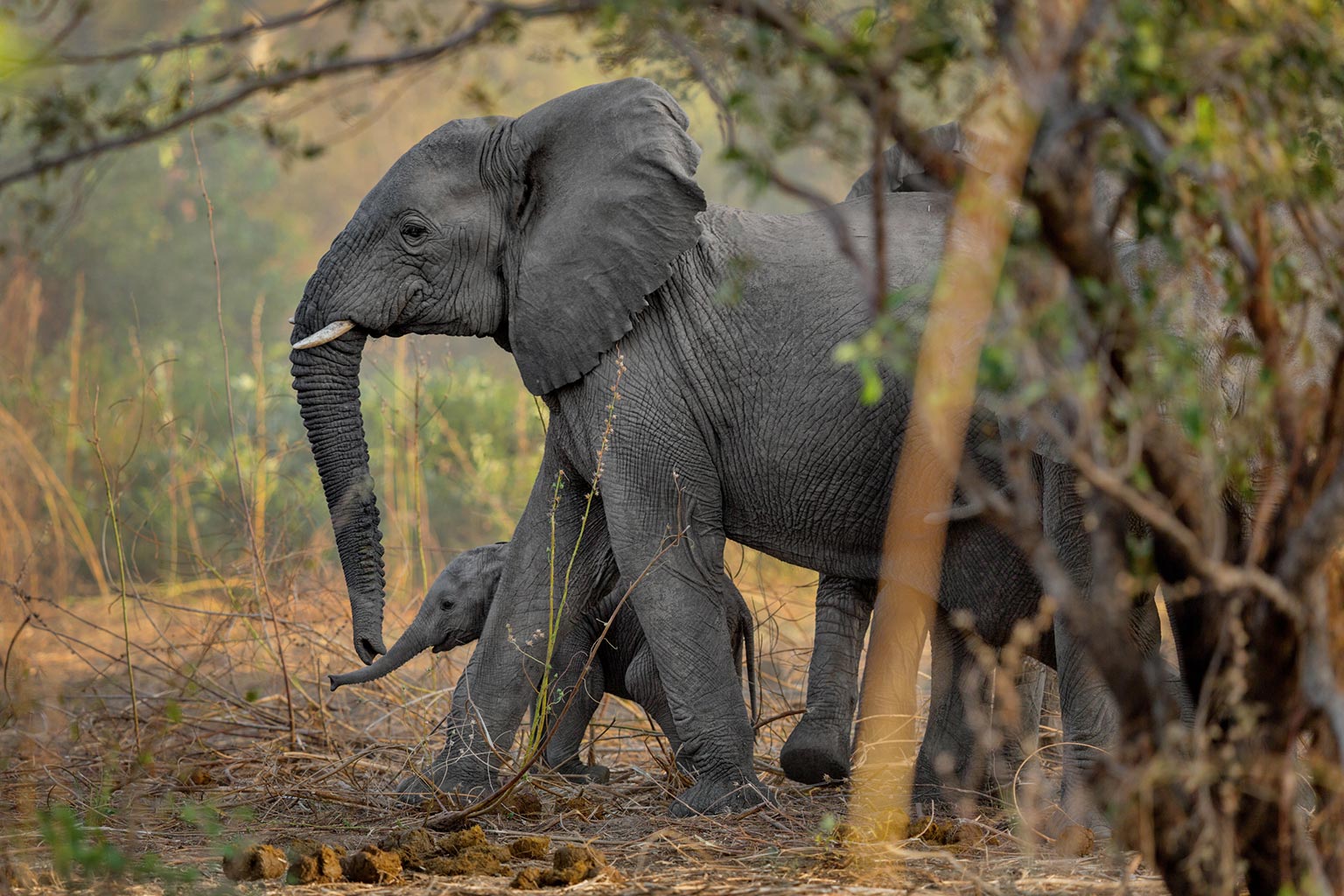 Young elephants moving through woodland