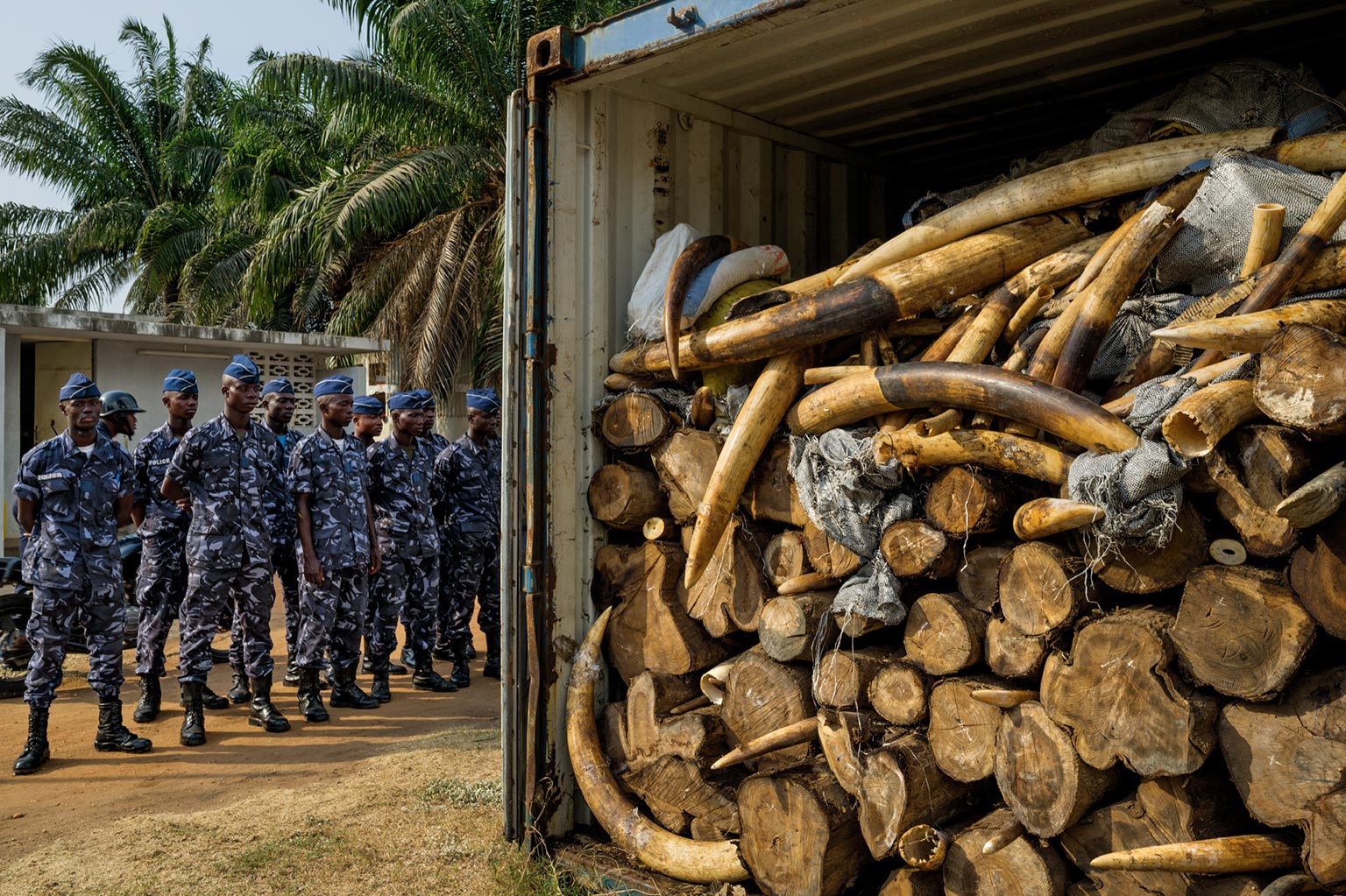 Seized ivory packed inside a shipping container